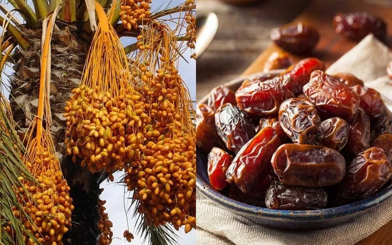 Ăn quả chà là khô có tác dụng gì? 8 lợi ích sức khỏe từ chà là